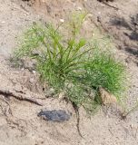 Artemisia campestris. Вегетирующее растение. Пермский край, г. Пермь, Кировский р-н, песчаный склон. 02.06.2019.