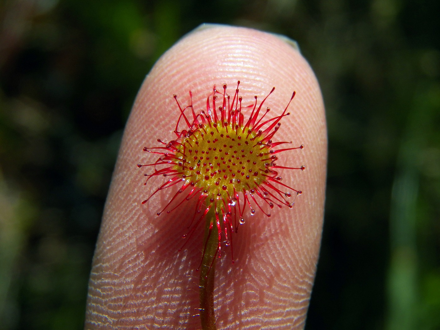 Image of Drosera rotundifolia specimen.