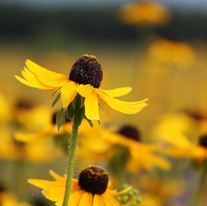 Изображение особи Rudbeckia bicolor.