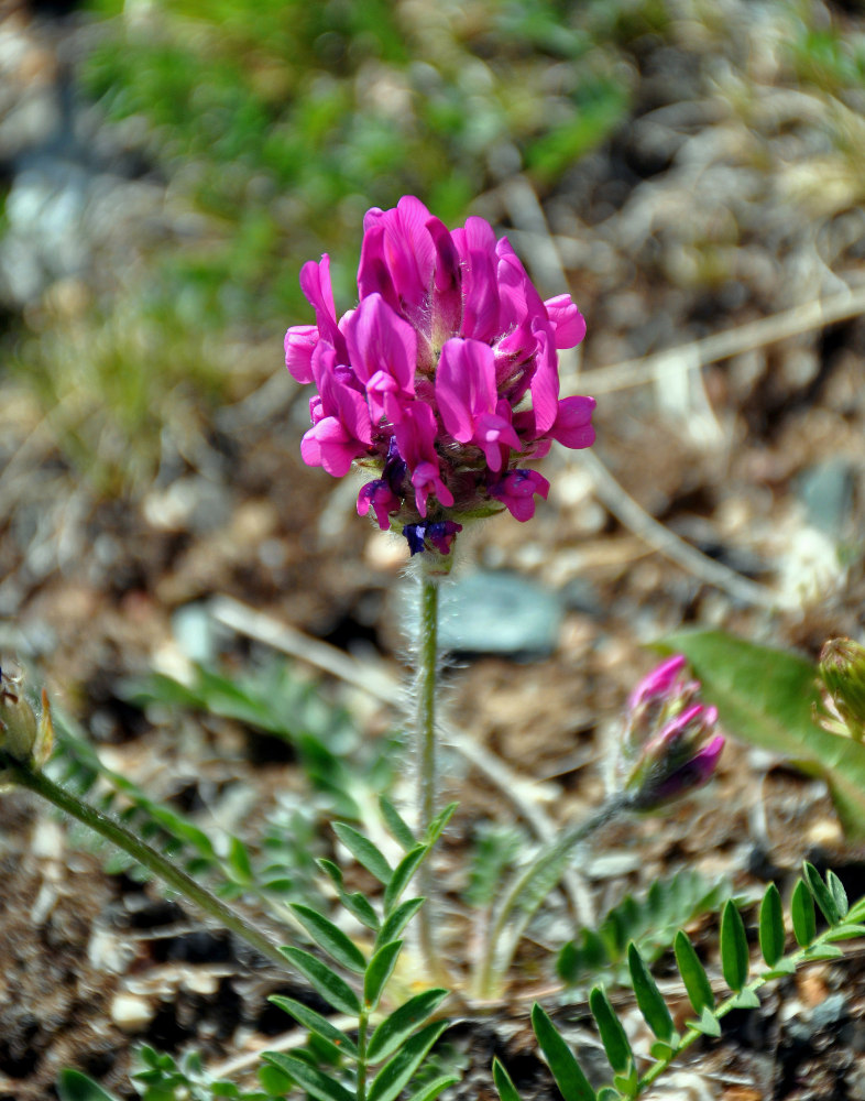 Изображение особи род Oxytropis.