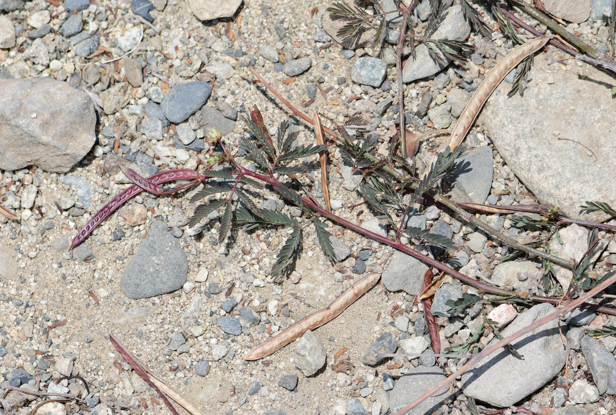 Image of Desmanthus virgatus specimen.