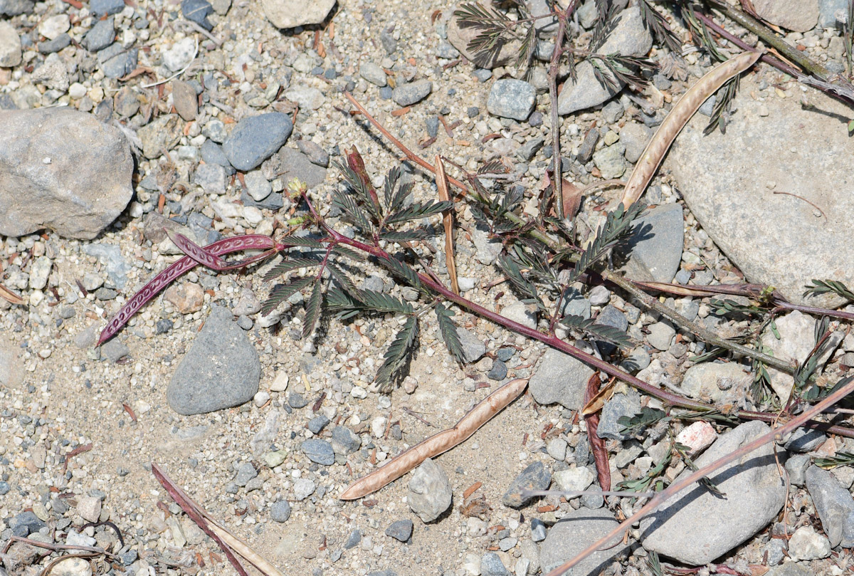 Изображение особи Desmanthus virgatus.