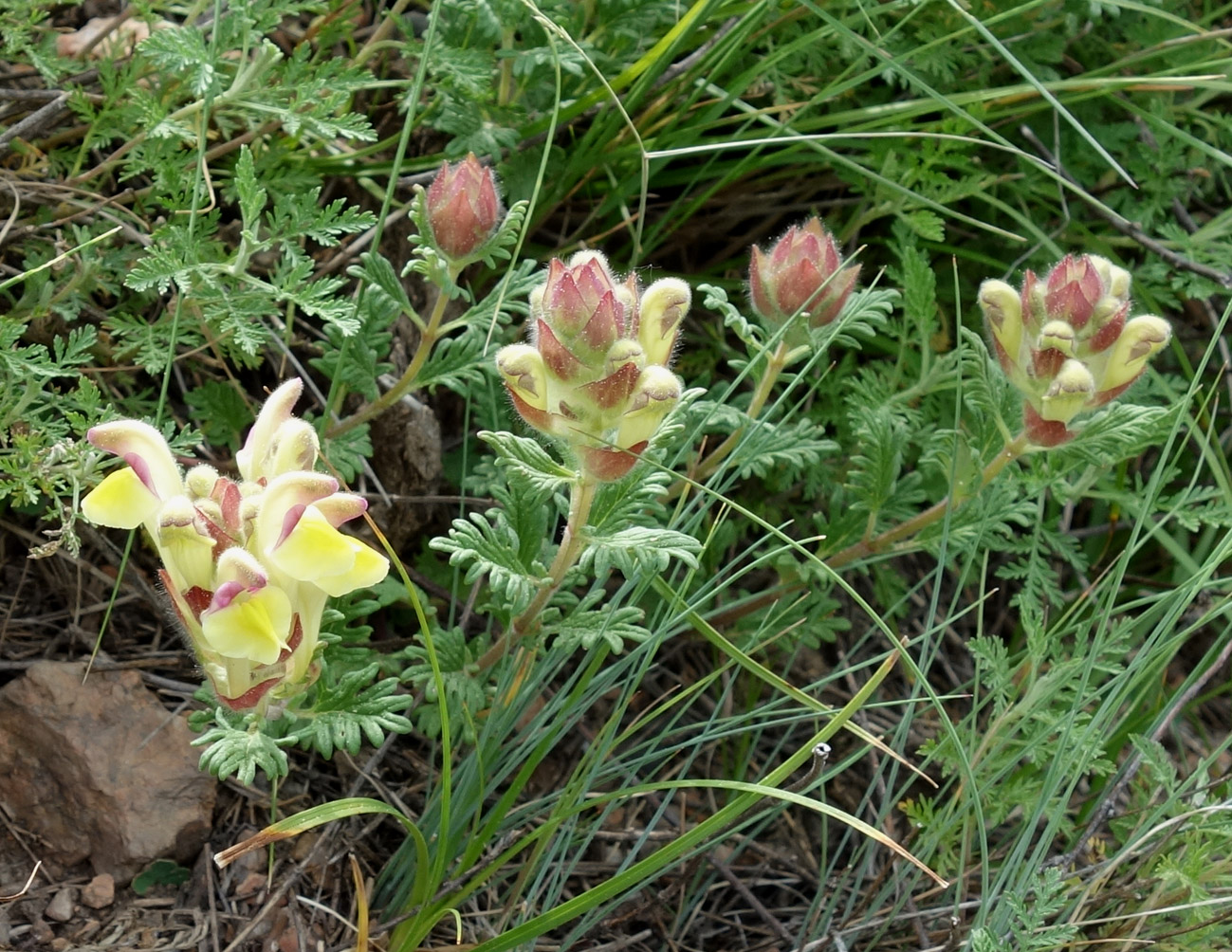 Изображение особи Scutellaria przewalskii.