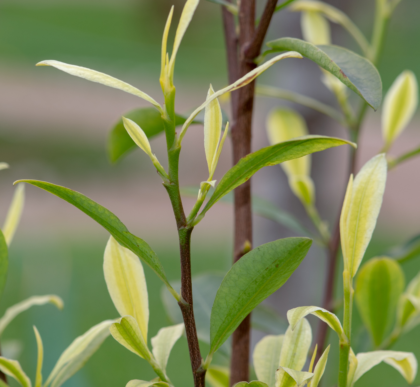 Изображение особи Erythroxylum coca.