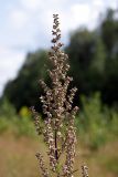 Artemisia vulgaris. Верхушка соцветия. Карельский перешеек, окр. Сертолово, на просеке газопровода. 03.08.2019.