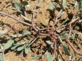 Polygonum maritimum