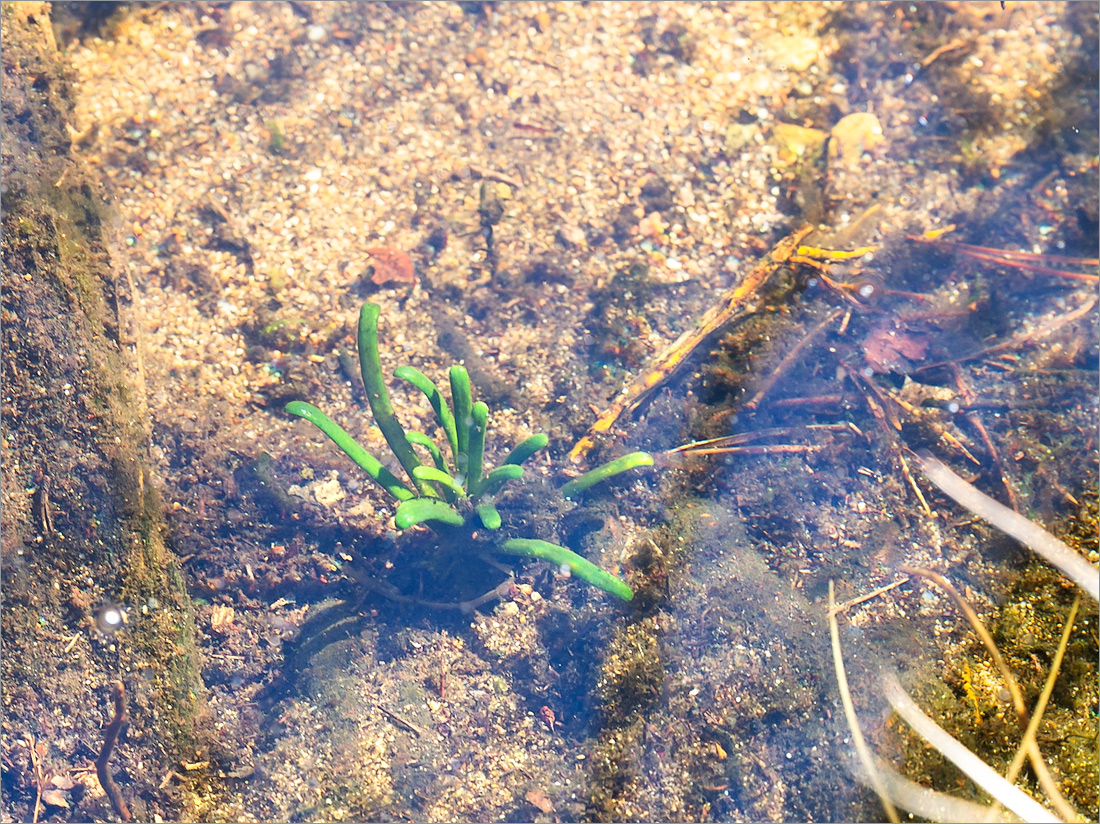 Image of Lobelia dortmanna specimen.