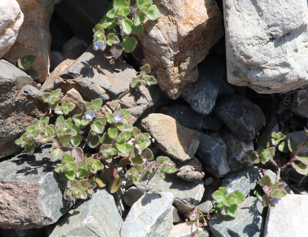 Image of Veronica hederifolia specimen.