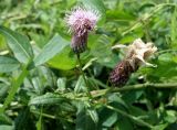 Cirsium setosum