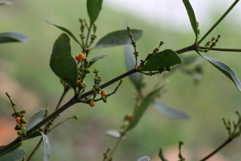 Изображение особи Phoradendron quadrangulare.