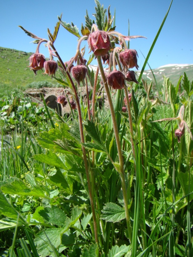 Image of Geum rivale specimen.