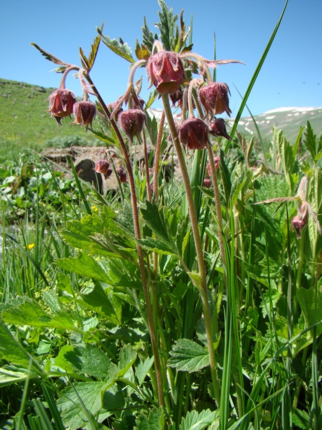 Изображение особи Geum rivale.