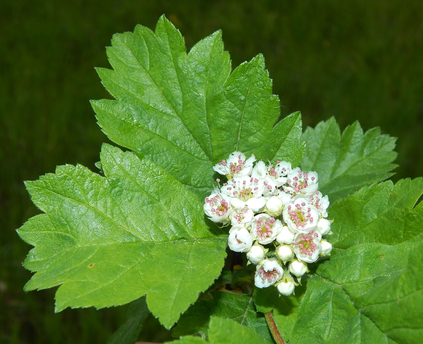 Изображение особи род Crataegus.