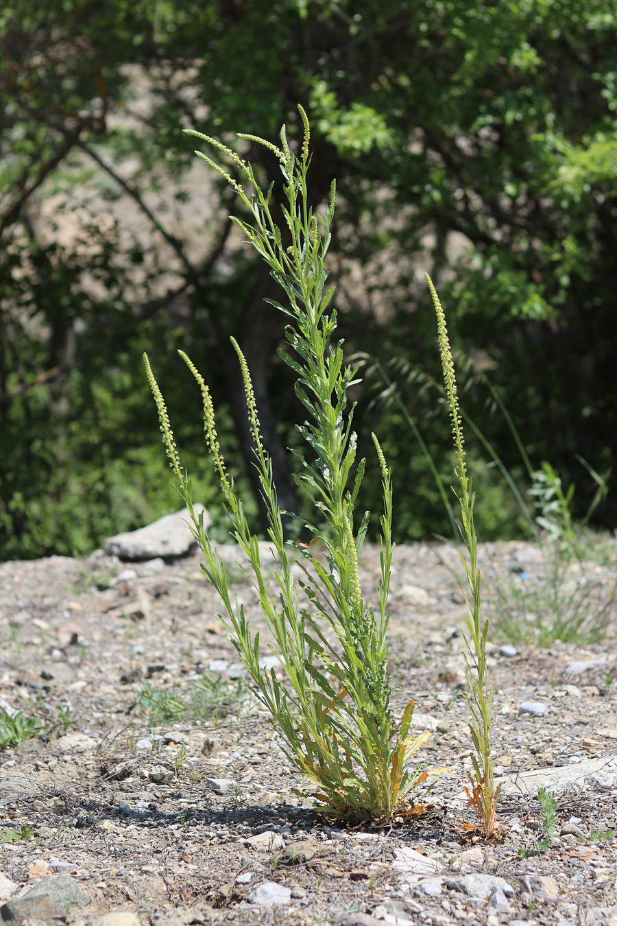 Изображение особи Reseda luteola.