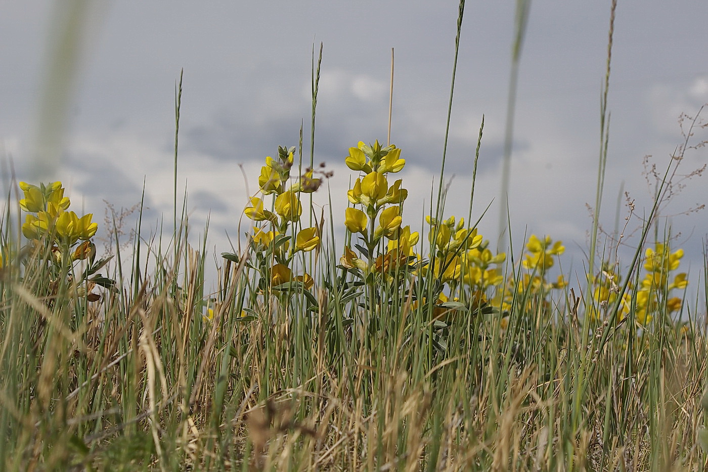 Изображение особи Thermopsis lanceolata.