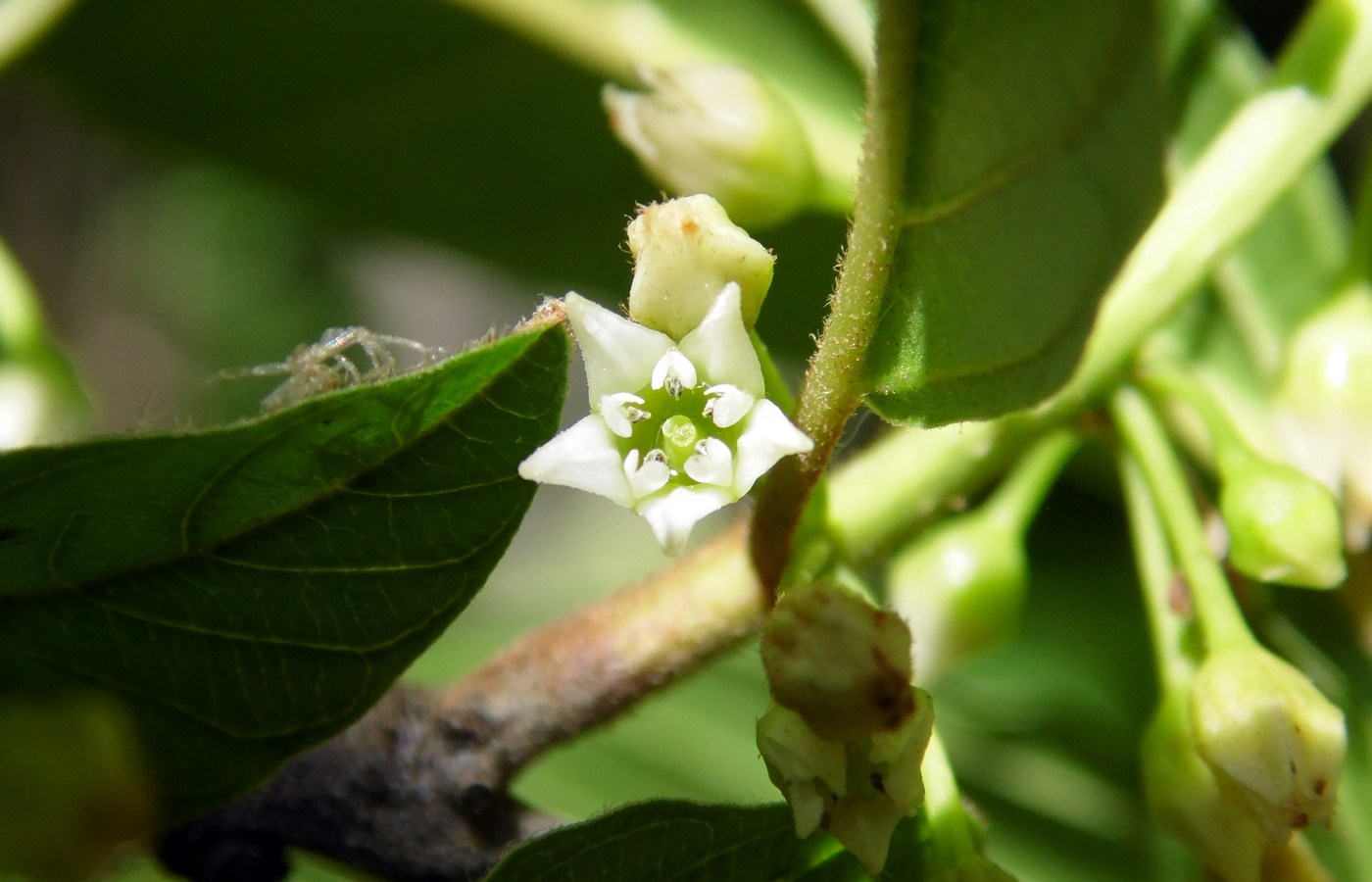 Изображение особи Frangula alnus.