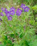 View full-size image Geranium gorbizense