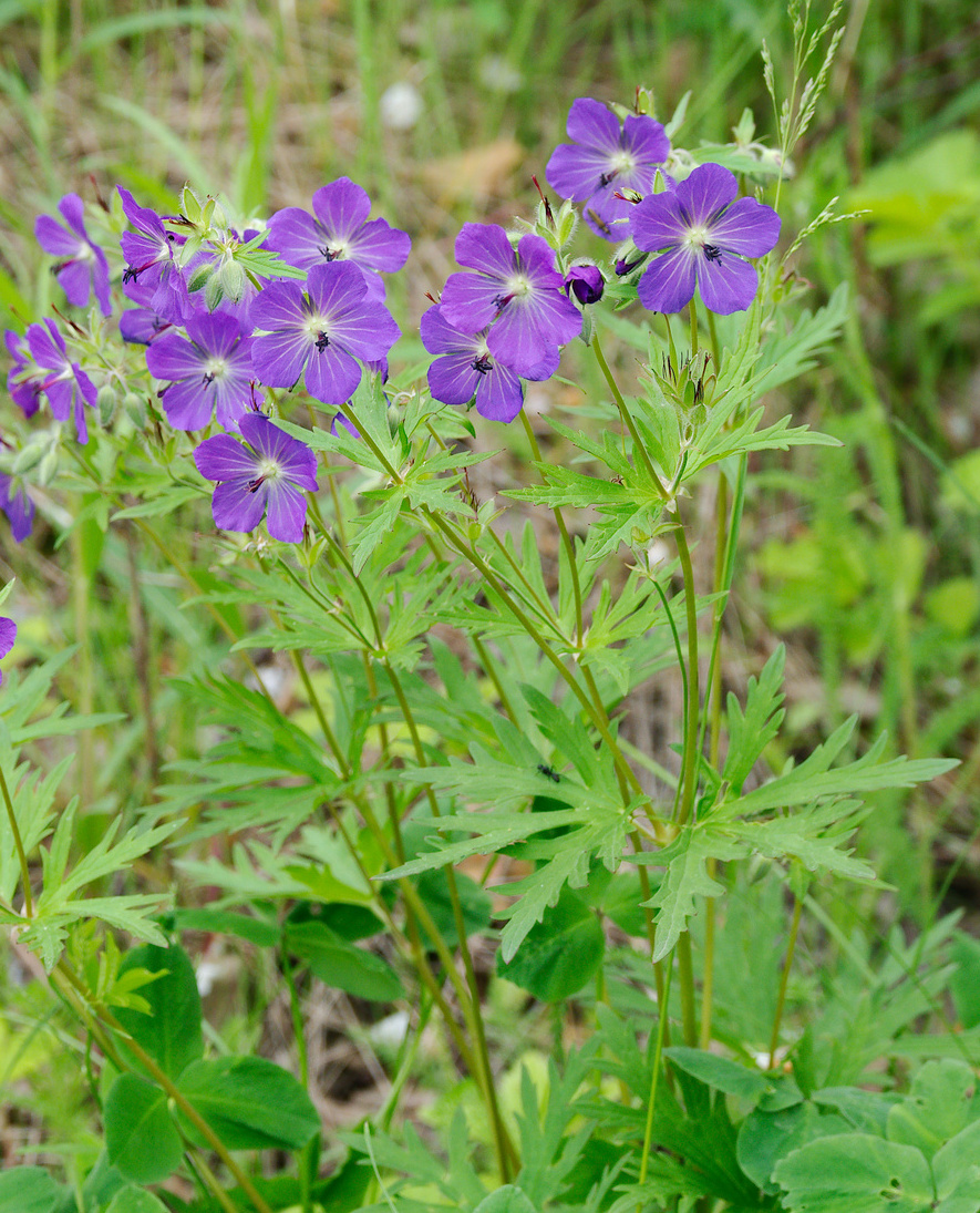 Изображение особи Geranium gorbizense.