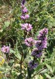 Phlomoides tuberosa