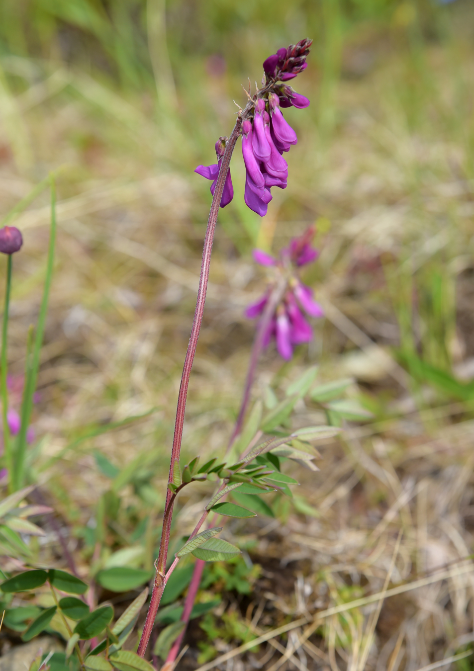 Изображение особи Hedysarum alpinum.