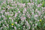 Trifolium arvense