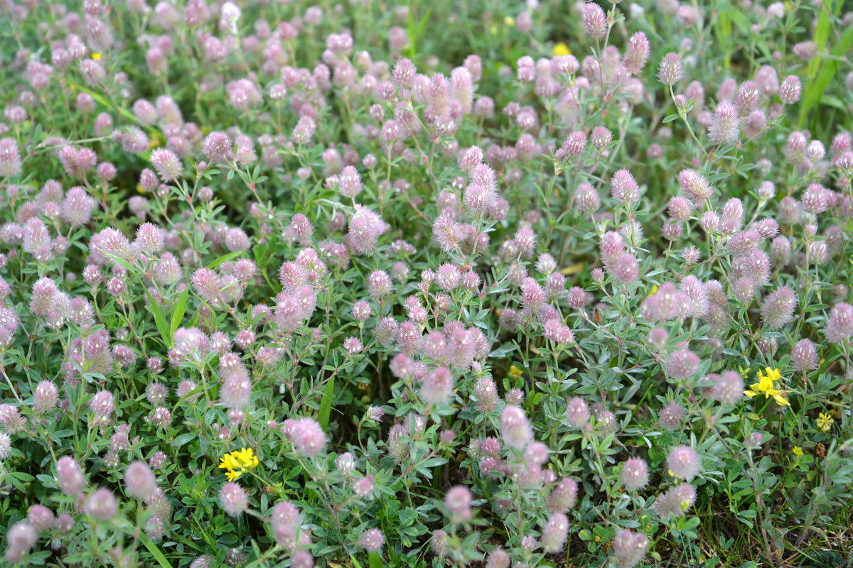 Image of Trifolium arvense specimen.