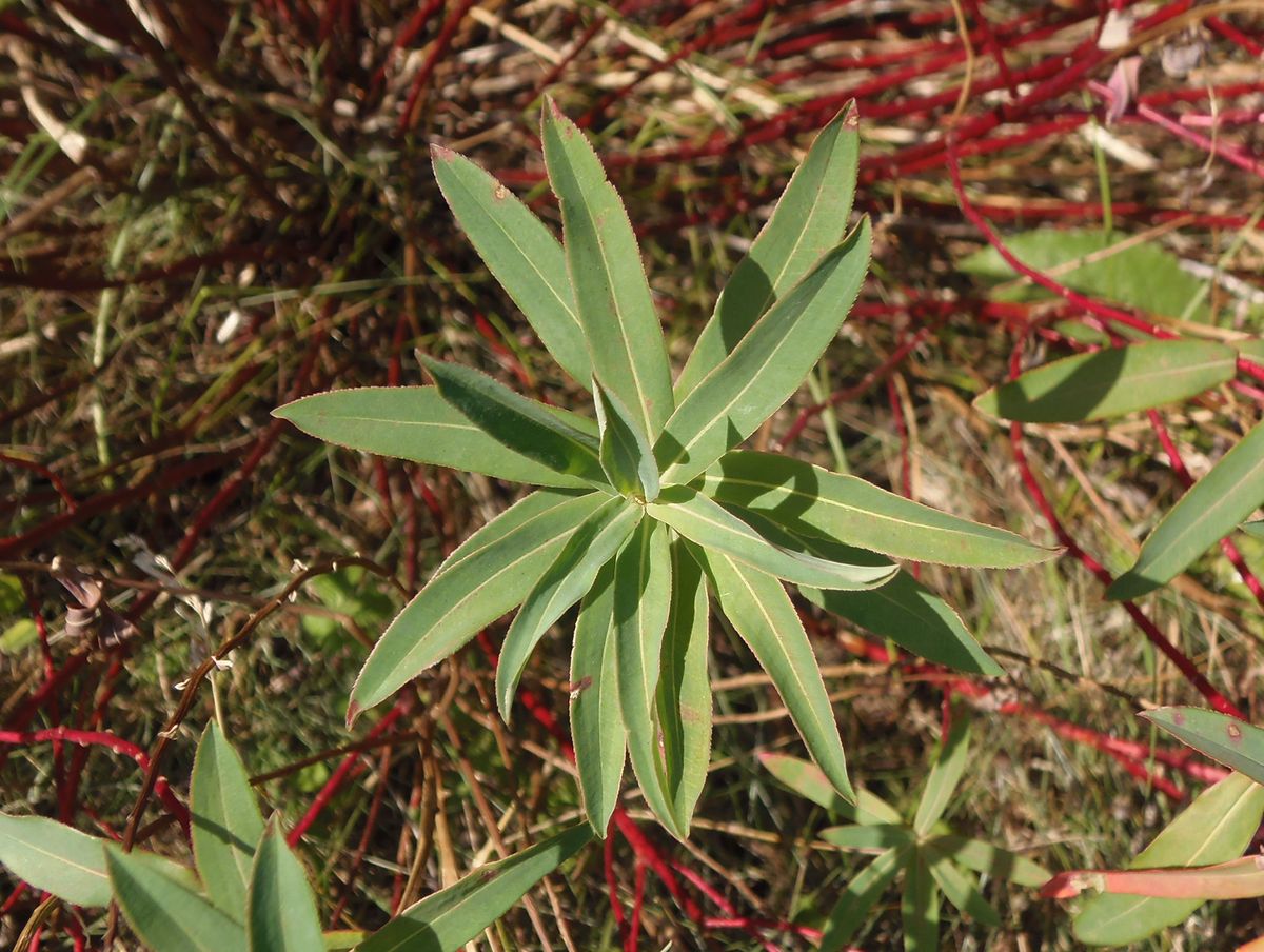 Image of Euphorbia villosa specimen.