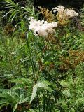 Filipendula glaberrima