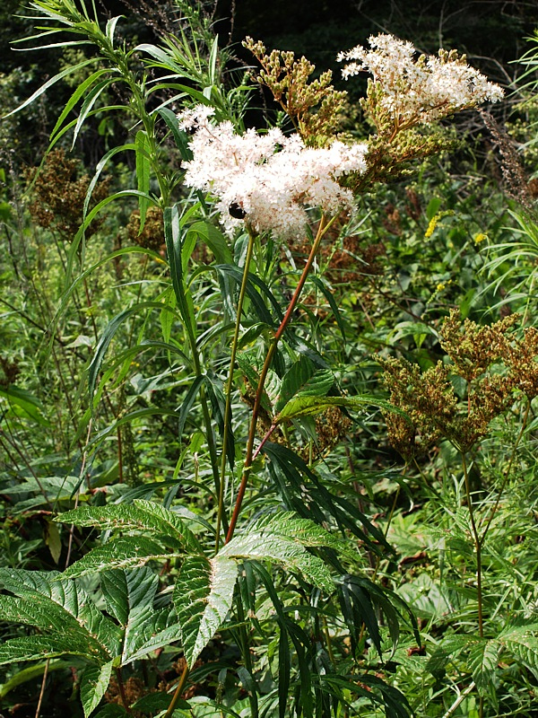 Изображение особи Filipendula glaberrima.