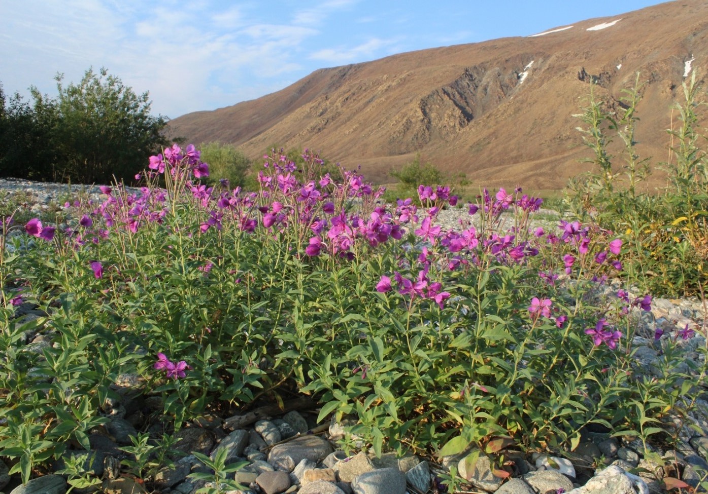 Изображение особи Chamaenerion latifolium.