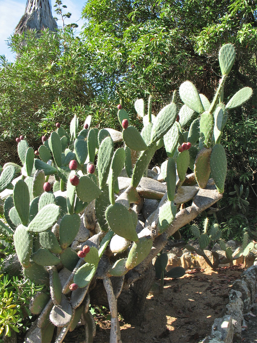 Image of genus Opuntia specimen.