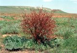 Rheum tataricum