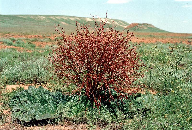 Изображение особи Rheum tataricum.