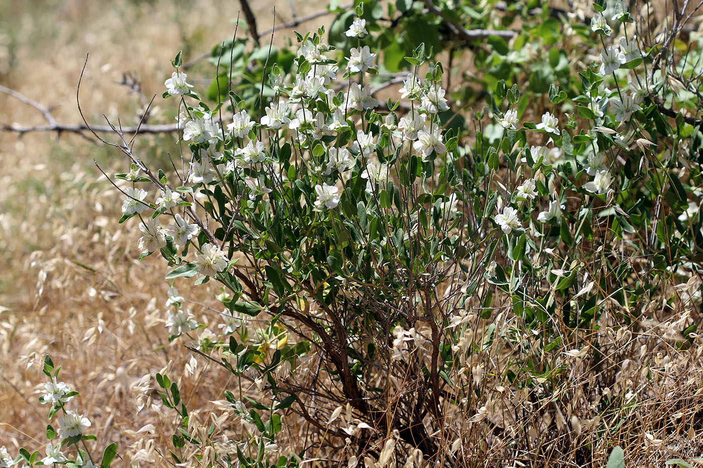 Image of Otostegia fedtschenkoana specimen.