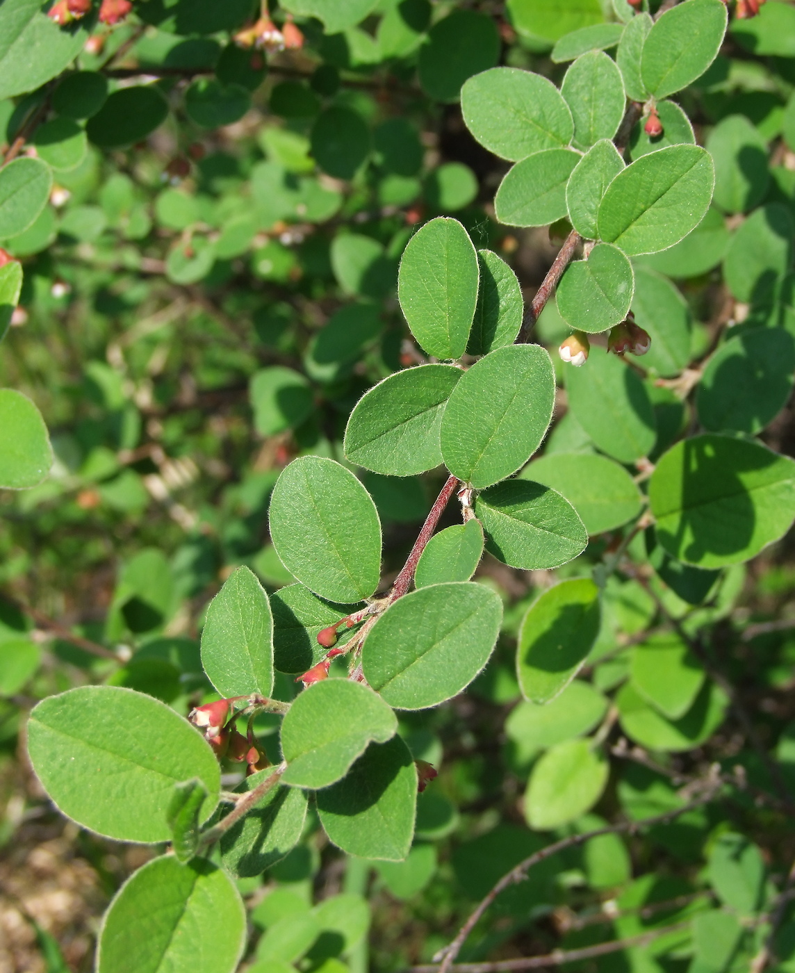 Изображение особи Cotoneaster melanocarpus.