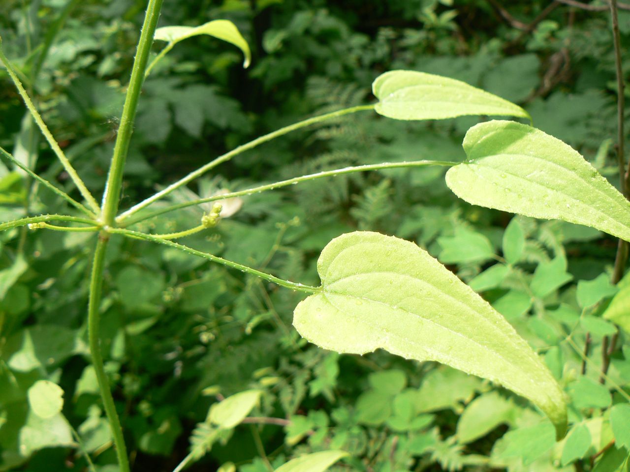 Image of Rubia cordifolia specimen.