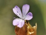 Petrorhagia prolifera