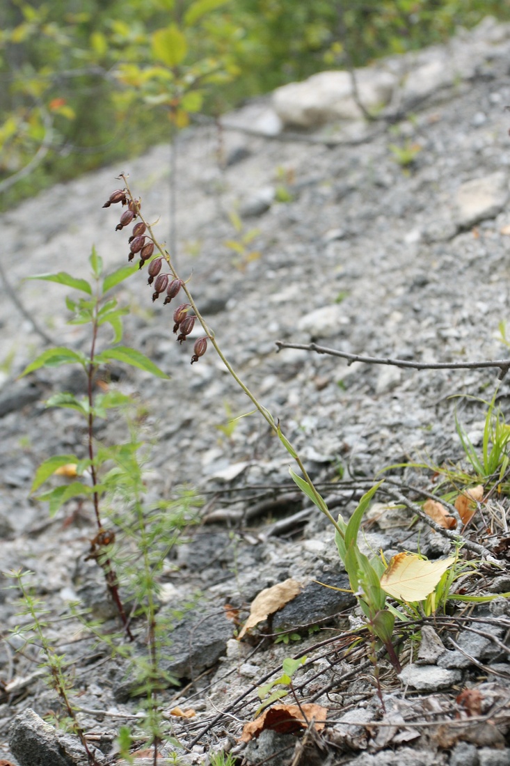 Image of Epipactis atrorubens specimen.