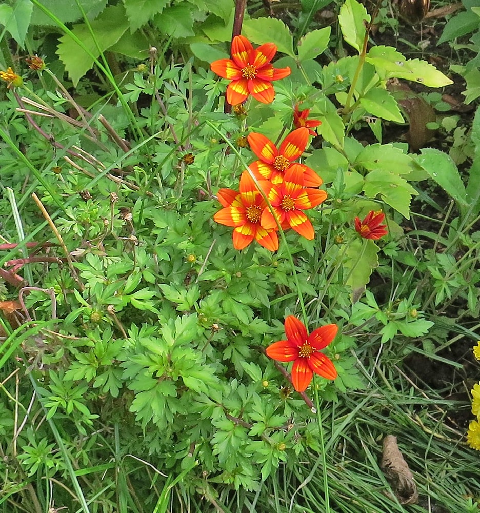 Image of Bidens triplinervia specimen.