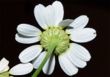 Pyrethrum parthenifolium. Соцветие (вид со стороны обёртки). Узбекистан, г. Ташкент, пос. Улугбек, рудеральное местообитание. 08.06.2020.