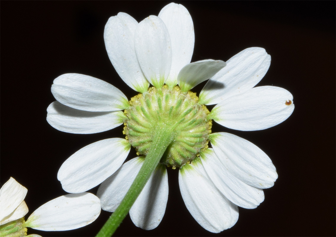 Изображение особи Pyrethrum parthenifolium.