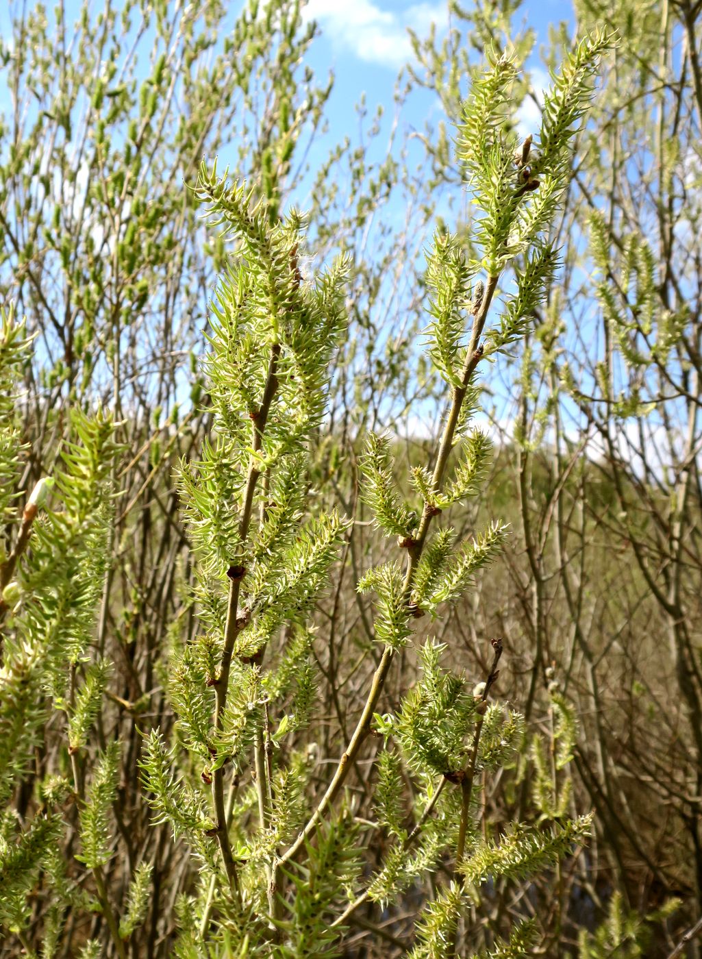 Изображение особи Salix caprea.
