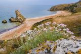 Jurinea stoechadifolia. Цветущее растение. Крым, Керченский п-ов, Приазовье, берег Азовского моря, на каменной глыбе. 25.06.2018.