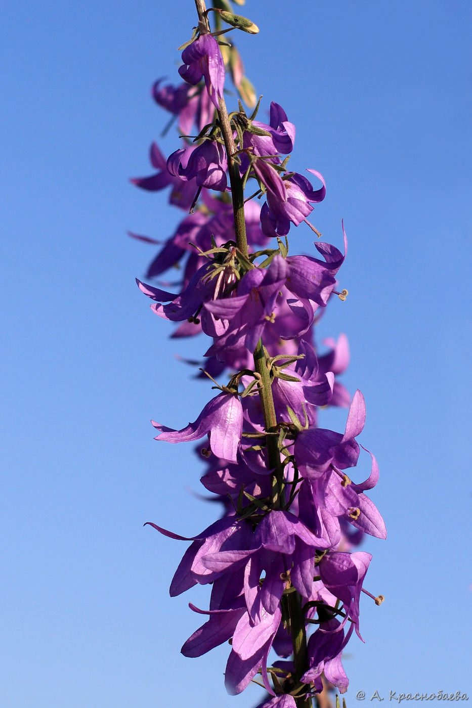 Image of Campanula rapunculoides specimen.