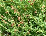 Rumex hastifolius