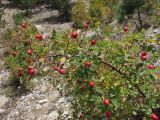 Rosa canina