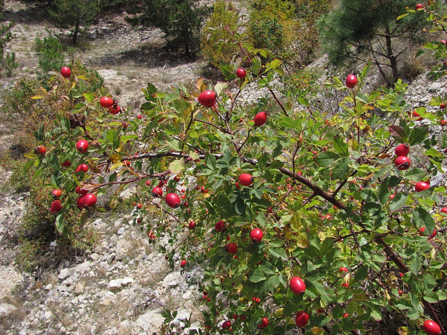 Image of Rosa canina specimen.