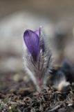 Pulsatilla taurica