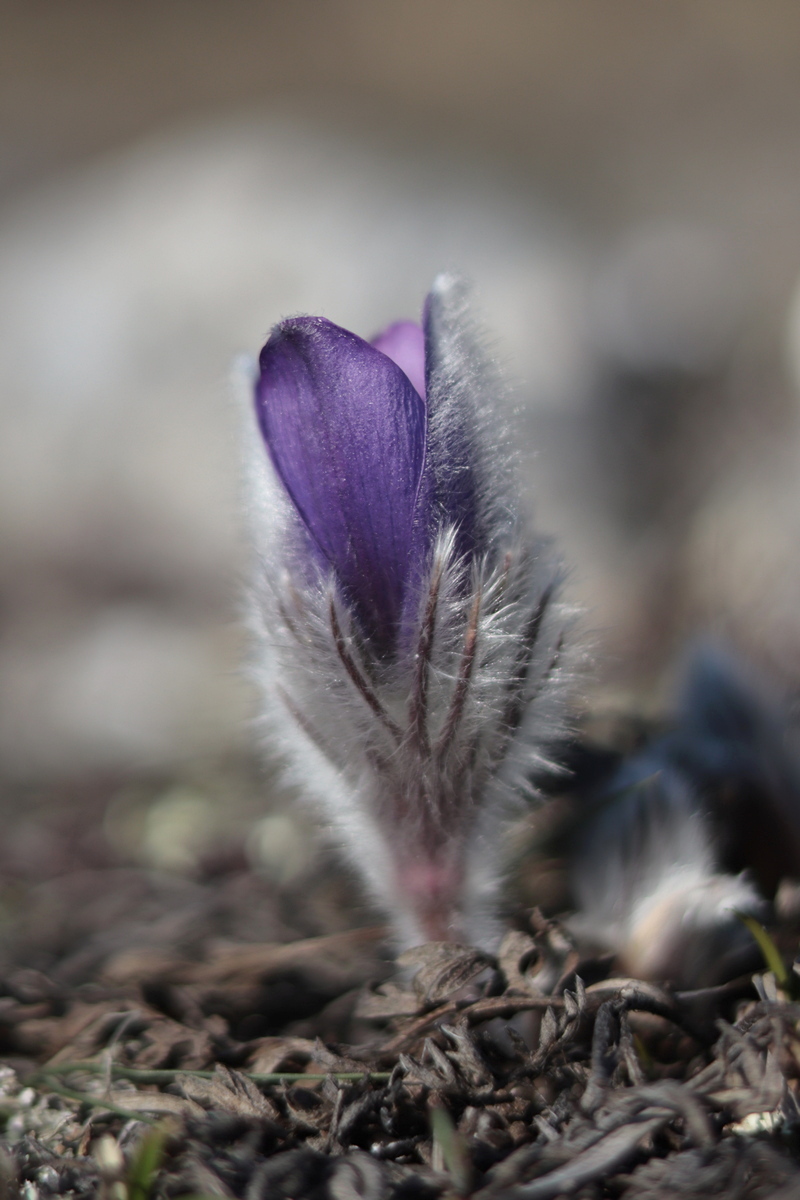 Изображение особи Pulsatilla taurica.