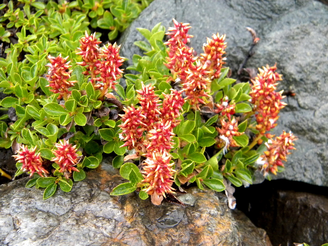 Image of Salix berberifolia specimen.